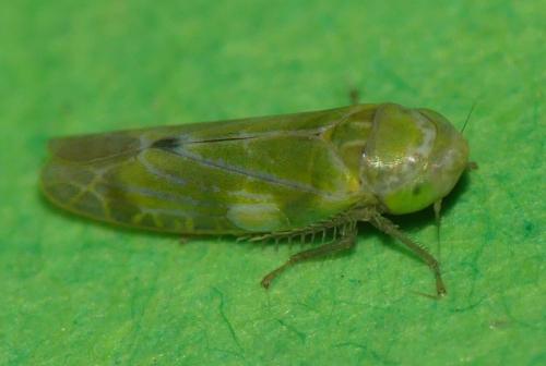 Réf. 309 308 : Liguropia juniperi
